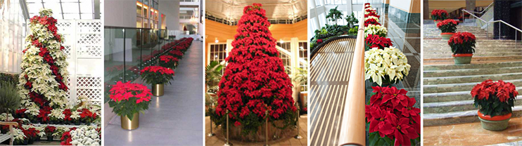Holiday Decorating Packages Pensacola