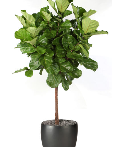 Ficus Lyrata Standard
